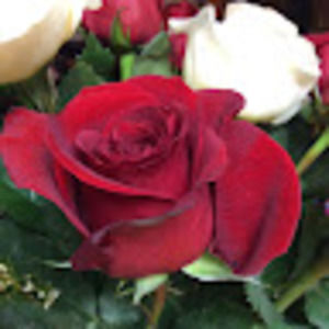 Meet your Posher, Marlo